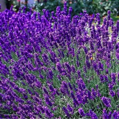 arborix 6 x Lavendel 'Dwarf Blue' Lavandula angustifolia Topf 9cm Duftend arborix 6 x Lavendel 'Dwarf Blue' Lavandula angustifolia Topf 9cm Duftend
