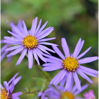 Die Nr-01.de Sommeraster Glücksfund - Aster alpinus Die Nr-01.de Sommeraster Glücksfund - Aster alpinus