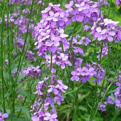 arborix 6 x Goldlack 'Bowles Mauve' Erysimum Topf 9cm Lange Blütezeit arborix 6 x Goldlack 'Bowles Mauve' Erysimum Topf 9cm Lange Blütezeit