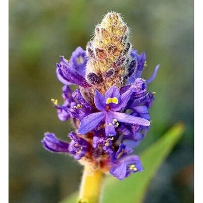 Die Nr-01.de Herzblättrige Hechtkraut - Pontederia cordata Die Nr-01.de Herzblättrige Hechtkraut - Pontederia cordata
