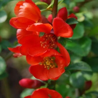 arborix Zierquitte 'Sargentii' Chaenomeles japonica 30 bis 40 cm im Container Fruchttragend arborix Zierquitte 'Sargentii' Chaenomeles japonica 30 bis 40 cm im Container Fruchttragend