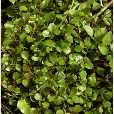 Die Nr-01.de 10x Mühlenbeckie - Muehlenbeckia axillaris Die Nr-01.de 10x Mühlenbeckie - Muehlenbeckia axillaris