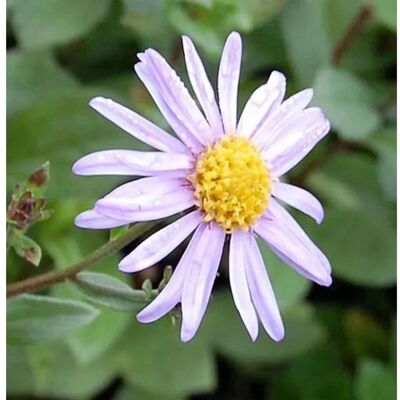 Die Nr-01.de Sommeraster Sonia - Aster amellus Die Nr-01.de Sommeraster Sonia - Aster amellus