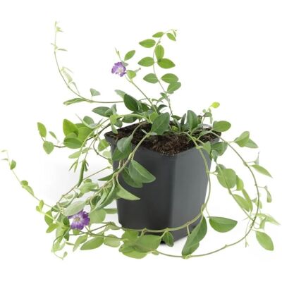 Exotenherz Bodendecker Kleines Immergrün Vinca Minor Atropurpurea 9cm Topf Set mit 6 Pflanzen Exotenherz Bodendecker Kleines Immergrün Vinca Minor Atropurpurea 9cm Topf Set mit 6 Pflanzen