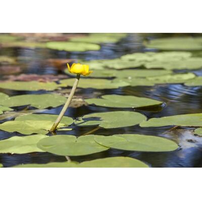Pflanzen für dich Nuphar Lutea Teichmummel Ca 11x11 cm Topf Pflanzen für dich Nuphar Lutea Teichmummel Ca 11x11 cm Topf