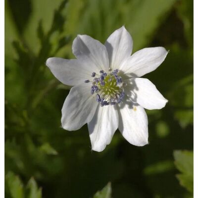 Die Nr-01.de China Anemone - Anemone,eveillei Die Nr-01.de China Anemone - Anemone,eveillei