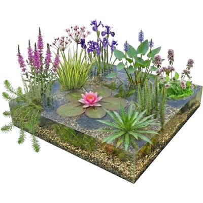 Vdvelde Komplettes Teichpaket Rosa 500 1.250L Sauerstoff & Ufer Winterhart Vdvelde Komplettes Teichpaket Rosa 500 1.250L Sauerstoff & Ufer Winterhart
