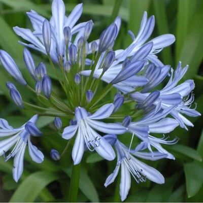 arborix 6 x Schmucklilie Agapanthus africanus Topf 9cm Schnittblume arborix 6 x Schmucklilie Agapanthus africanus Topf 9cm Schnittblume