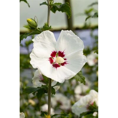 Pflanzen für dich Hibiscus Syriacus Garten-Eibisch Red Heart 40-60 cm Pflanzen für dich Hibiscus Syriacus Garten-Eibisch Red Heart 40-60 cm