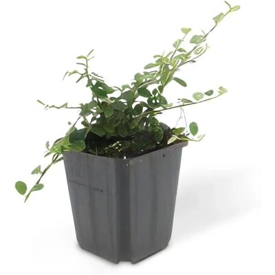 Exotenherz Bodendecker Zwergmispel Kriechmispel Cotoneaster Streibs Findling 9cm Topf Set Mit 60 Pflanzen Exotenherz Bodendecker Zwergmispel Kriechmispel Cotoneaster Streibs Findling 9cm Topf Set Mit 60 Pflanzen