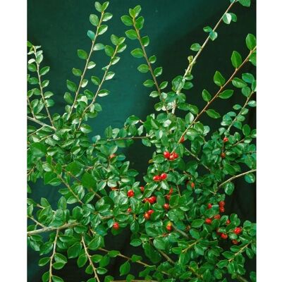 Pflanzen für dich Cotoneaster Divaricatus Strauchmispel 100–125 cm Winterhart Pflanzen für dich Cotoneaster Divaricatus Strauchmispel 100–125 cm Winterhart