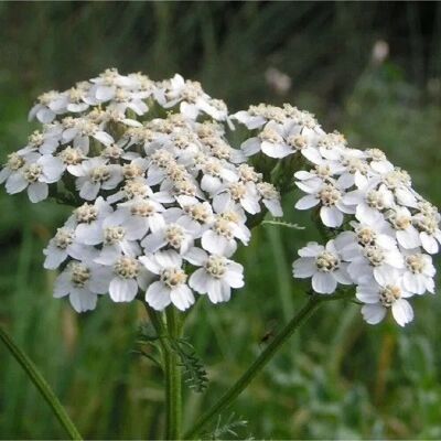 arborix 6 x Schafgarbe 'Weisses Wunder' Achillea millefolium Topf 9cm Kompakt arborix 6 x Schafgarbe 'Weisses Wunder' Achillea millefolium Topf 9cm Kompakt