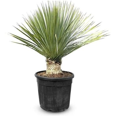 Sunny-Tree Mediterrane Yucca Rostrata Palmlilie mit Stammhöhe 15/20 cm Winterharte Pflanze bis -20°C Sunny-Tree Mediterrane Yucca Rostrata Palmlilie mit Stammhöhe 15/20 cm Winterharte Pflanze bis -20°C
