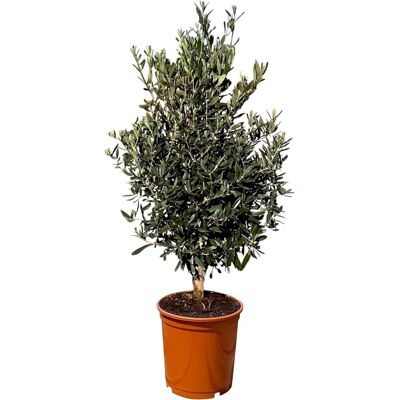 Sunny-Tree Olivenbaum Olea Europea In Strauchform Höhe 100-120 Cm Inkl. Topf Winterhart Bis -18° Immergrün Sunny-Tree Olivenbaum Olea Europea In Strauchform Höhe 100-120 Cm Inkl. Topf Winterhart Bis -18° Immergrün
