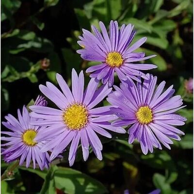Die Nr-01.de Sommeraster Blütendecke - Aster amellus Die Nr-01.de Sommeraster Blütendecke - Aster amellus