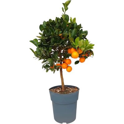 Sunny-Tree Orangenbaum Große 90 Zentimeter Citrus Sinensis Obstbaum Fruchtbildend 3 Jähriger Orangenbaum Sunny-Tree Orangenbaum Große 90 Zentimeter Citrus Sinensis Obstbaum Fruchtbildend 3 Jähriger Orangenbaum