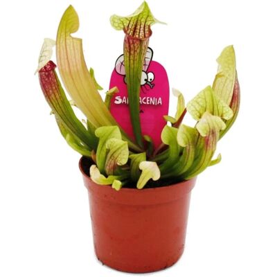 Exotenherz Schlauchpflanze Sarracenia Eva Fleischfressende Pflanze 9cm Topf Exotenherz Schlauchpflanze Sarracenia Eva Fleischfressende Pflanze 9cm Topf