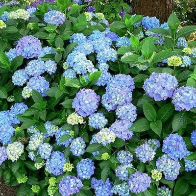 arborix Hortensie 'Blauer Prinz' Hydrangea macrophylla 25 bis 30 cm im Container Blaue Blüten je nach Boden arborix Hortensie 'Blauer Prinz' Hydrangea macrophylla 25 bis 30 cm im Container Blaue Blüten je nach Boden
