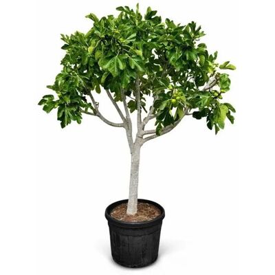 Sunny-Tree Feigenbaum 40 Jahre Alt Ficus Carcia Obstbäume sort Brown Turkey Winterhart 180 cm Inklusive Topf Sunny-Tree Feigenbaum 40 Jahre Alt Ficus Carcia Obstbäume sort Brown Turkey Winterhart 180 cm Inklusive Topf