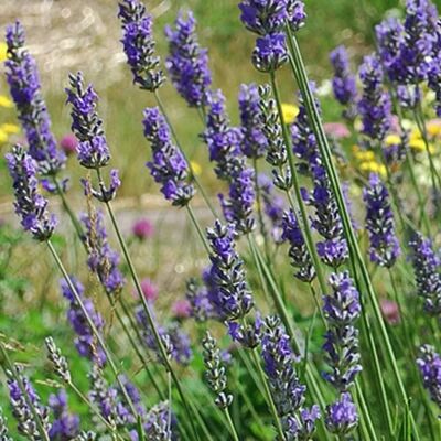 arborix 6 x Provence-Lavendel 'Grosso' Lavandula intermedia Topf 9cm Duftende Blüten arborix 6 x Provence-Lavendel 'Grosso' Lavandula intermedia Topf 9cm Duftende Blüten