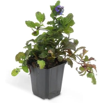 Exotenherz Bodendecker Kriechender Günsel Ajuga Reptans 9cm Topf Set Mit 60 Pflanzen Exotenherz Bodendecker Kriechender Günsel Ajuga Reptans 9cm Topf Set Mit 60 Pflanzen