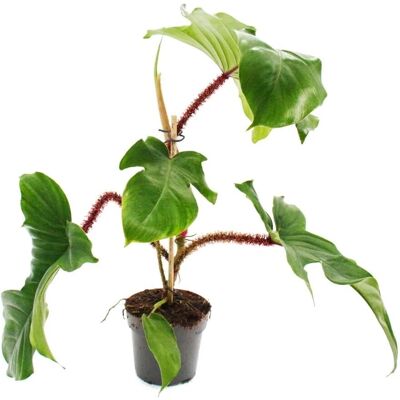 Exotenherz Philodendron Squamiferum Der Wilde Rotstielige Baumfreund 12cm Topf Exotenherz Philodendron Squamiferum Der Wilde Rotstielige Baumfreund 12cm Topf