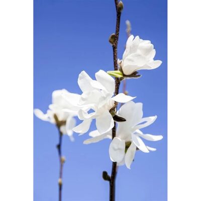 Pflanzen für dich Magnolia Stellata Sternmagnolie Waterlily 60-80 cm Pflanzen für dich Magnolia Stellata Sternmagnolie Waterlily 60-80 cm