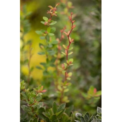 Pflanzen für dich Berberis Buxifolia Nana Zwerg-Berberitze Orange Blüten 20–25 cm Pflanzen für dich Berberis Buxifolia Nana Zwerg-Berberitze Orange Blüten 20–25 cm
