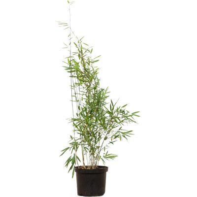 Fontänenbambus Set à 60 Stück Höhe ca. 80 - 100 cm Fargesia nitida Fontänenbambus Set à 60 Stück Höhe ca. 80 - 100 cm Fargesia nitida