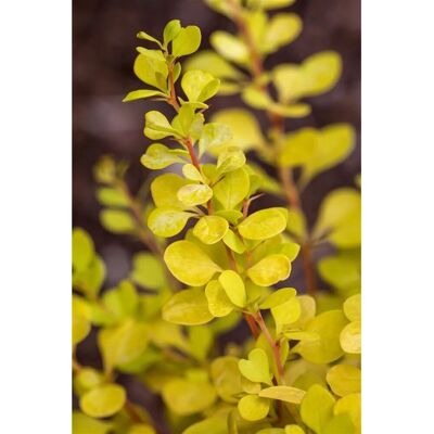 Pflanzen für dich Berberis Thunbergii Golden Dream ® Gelbgrün 20–25 cm Pflanzen für dich Berberis Thunbergii Golden Dream ® Gelbgrün 20–25 cm