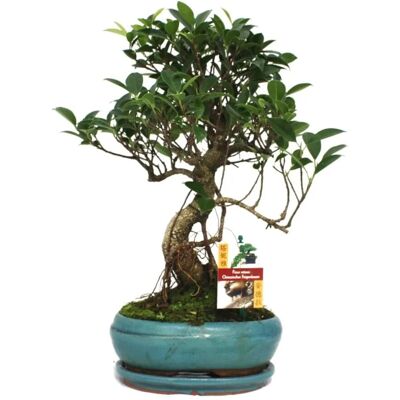Exotenherz - Ficus retusa - 28 cm - Topf 18x12 cm - Bonsai Exotenherz - Ficus retusa - 28 cm - Topf 18x12 cm - Bonsai