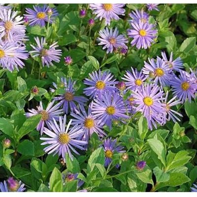 Die Nr-01.de Berg Aster Wunder von Stäfa - Aster frikartii Die Nr-01.de Berg Aster Wunder von Stäfa - Aster frikartii