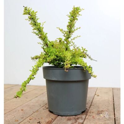 Pflanzen für dich Berberis Thunbergii Sunsation Gelbbunte Heckenberberitze 20–25 cm Pflanzen für dich Berberis Thunbergii Sunsation Gelbbunte Heckenberberitze 20–25 cm