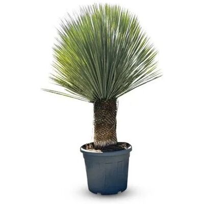 Sunny-Tree Mediterrane Yucca Rostrata Palmlilie mit Stammhöhe 40/50 cm Winterharte Pflanze bis -20°C Sunny-Tree Mediterrane Yucca Rostrata Palmlilie mit Stammhöhe 40/50 cm Winterharte Pflanze bis -20°C