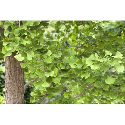 Pflanzen für dich Ginkgo Biloba Fächerblattbaum 40–60 cm Winterhart Pflanzen für dich Ginkgo Biloba Fächerblattbaum 40–60 cm Winterhart