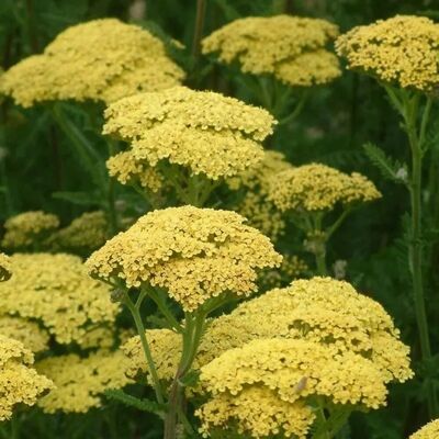 arborix 6 x Schafgarbe 'Credo' Achillea Topf 9cm Gelbe Blüten arborix 6 x Schafgarbe 'Credo' Achillea Topf 9cm Gelbe Blüten
