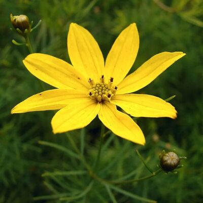 arborix 6 x Mädchenauge Coreopsis verticillata Topf 9cm Gelbe Blüten arborix 6 x Mädchenauge Coreopsis verticillata Topf 9cm Gelbe Blüten