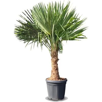 Sunny-Tree Trachycarpus Fortunei Chinesische Fächerpalme 140 bis 160 cm, Stammhöhe 30 bis 35 cm Winterhart bis -18°C Sunny-Tree Trachycarpus Fortunei Chinesische Fächerpalme 140 bis 160 cm, Stammhöhe 30 bis 35 cm Winterhart bis -18°C