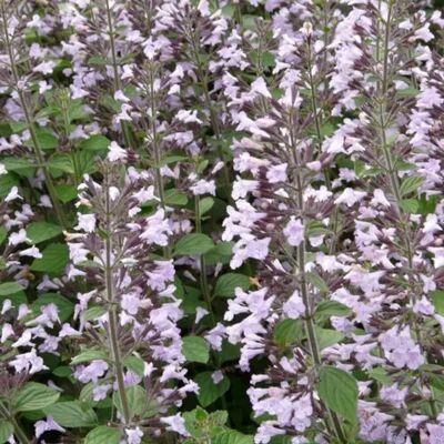 arborix 6 x Bergminze 'Blue Cloud' Calamintha nepeta Topf 9cm Beetpflanze arborix 6 x Bergminze 'Blue Cloud' Calamintha nepeta Topf 9cm Beetpflanze