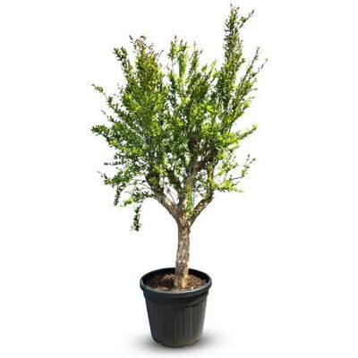 Sunny-Tree Granatapfelbaum L Winterharter Obstbaum Punica Granatum Höhe 200 cm Stammumfang 20-25 cm Sunny-Tree Granatapfelbaum L Winterharter Obstbaum Punica Granatum Höhe 200 cm Stammumfang 20-25 cm