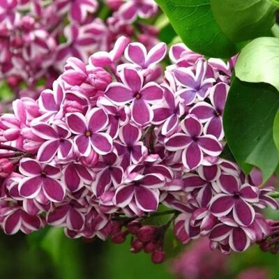 arborix Edelflieder 'Sensation' Syringa vulgaris 40 bis 60 cm im Container Zweifarbige Blüten arborix Edelflieder 'Sensation' Syringa vulgaris 40 bis 60 cm im Container Zweifarbige Blüten