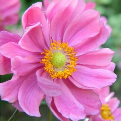 arborix 6x Herbst-Anemone 'Serenade' Anemone hybrida Topf 9 cm Tiefrosa Blüten arborix 6x Herbst-Anemone 'Serenade' Anemone hybrida Topf 9 cm Tiefrosa Blüten