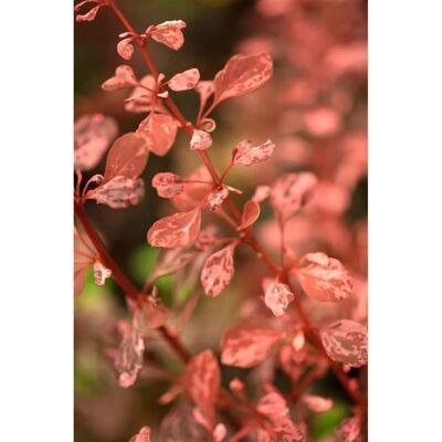 Pflanzen für dich Berberis Thunbergii Rosy Rocket Heckenberberitze Rot 30–40 cm Pflanzen für dich Berberis Thunbergii Rosy Rocket Heckenberberitze Rot 30–40 cm