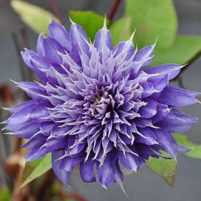 arborix Waldrebe 'Multi Blue' Clematis 50 bis 60 cm im Container Gefüllte Blüten arborix Waldrebe 'Multi Blue' Clematis 50 bis 60 cm im Container Gefüllte Blüten