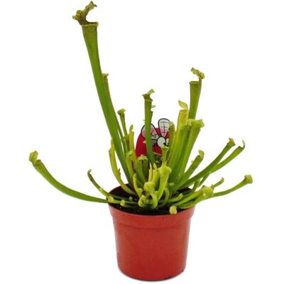 EXOTENHERZ - Sarracenia farnhamii - 9 cm - Karnivorenpflanze - Pflanze EXOTENHERZ - Sarracenia farnhamii - 9 cm - Karnivorenpflanze - Pflanze
