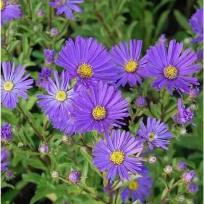 Die Nr-01.de Sommeraster Veilchenkönigen - Aster amellus Die Nr-01.de Sommeraster Veilchenkönigen - Aster amellus