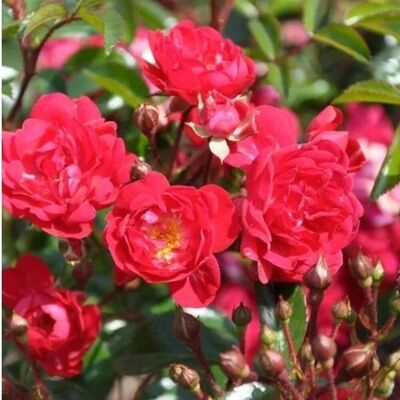 arborix Bodendeckerrose 'Rote The Fairy' Rosa plantofix Langanhaltende Blüte arborix Bodendeckerrose 'Rote The Fairy' Rosa plantofix Langanhaltende Blüte