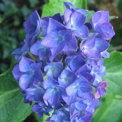 arborix Hortensie 'Blauer Zwerg' Hydrangea macrophylla 25 bis 30 cm im Container Blaue Blüten je nach Boden arborix Hortensie 'Blauer Zwerg' Hydrangea macrophylla 25 bis 30 cm im Container Blaue Blüten je nach Boden