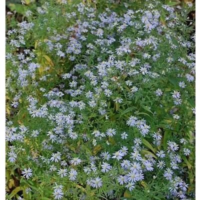 Die Nr-01.de Schleieraster Photograph - Aster cordifolius Die Nr-01.de Schleieraster Photograph - Aster cordifolius