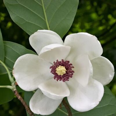 arborix Magnolie Magnolia sieboldii 50 bis 60 cm im Container Weiße Blüten arborix Magnolie Magnolia sieboldii 50 bis 60 cm im Container Weiße Blüten